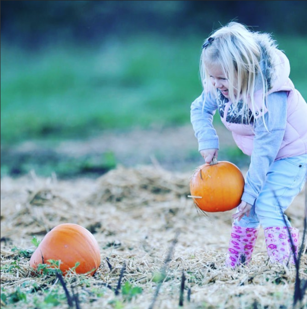 Apley Farm Shop's Pumpkin Patch