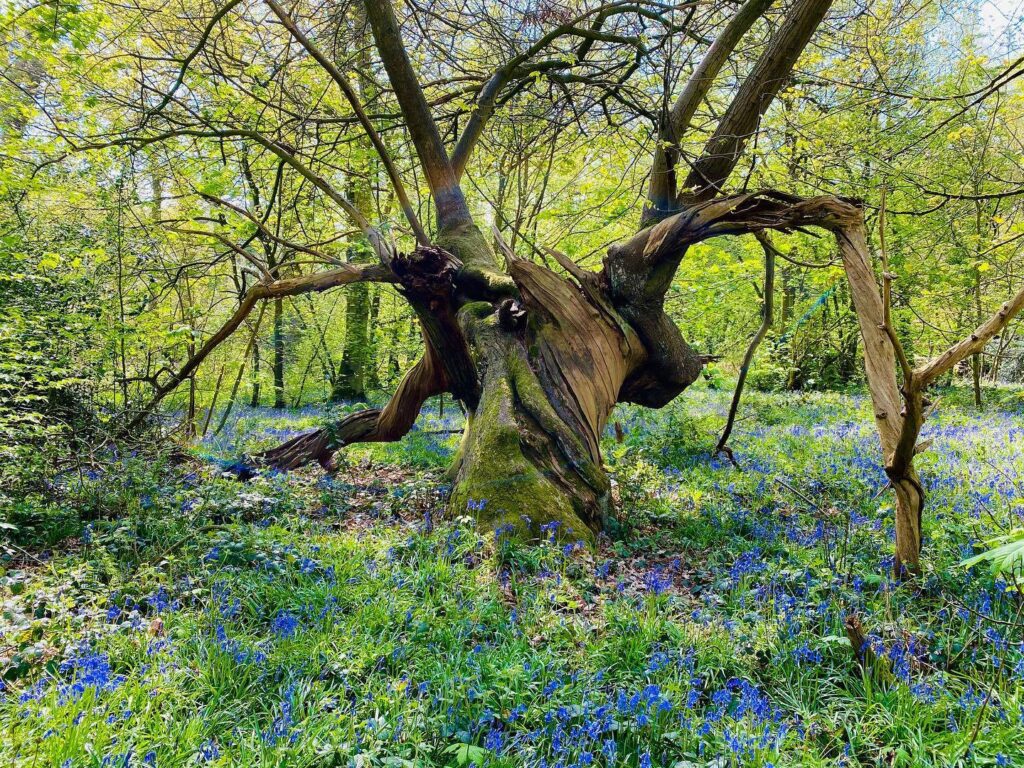 Combermere Abbey To Re-Open To Public For Woodland Walks