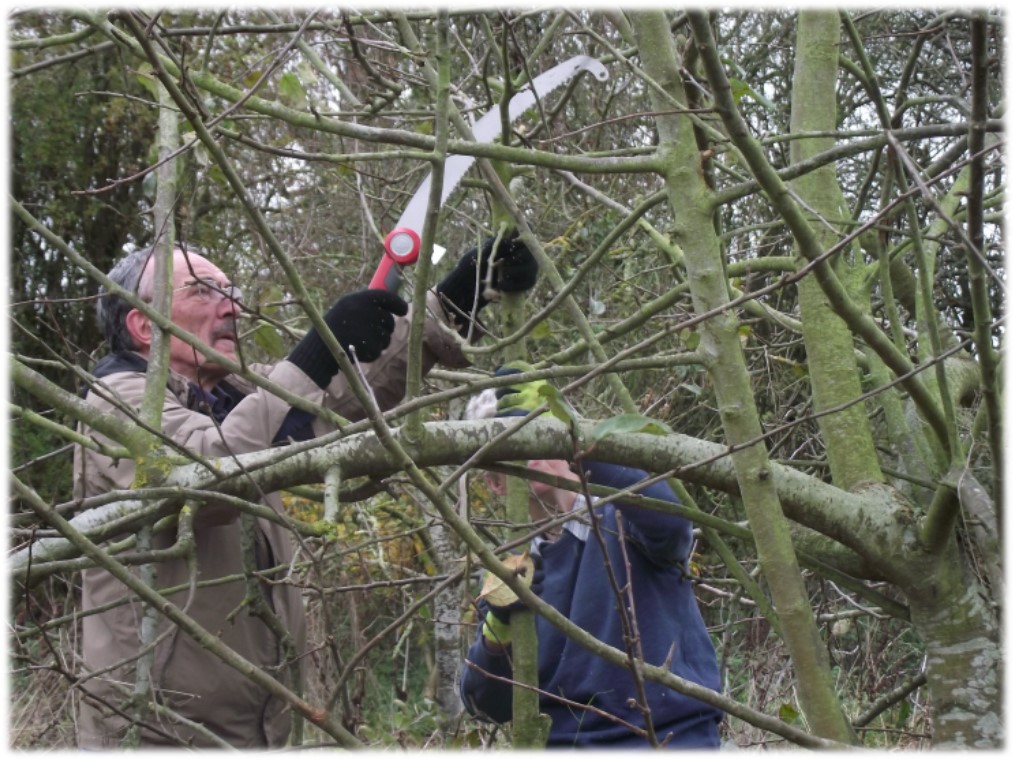 Fruit Tree Pruning Workshop