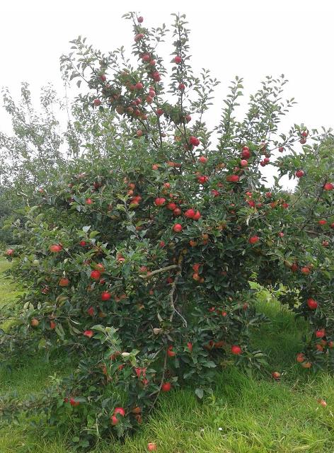 Fruit Tree Pruning Workshop