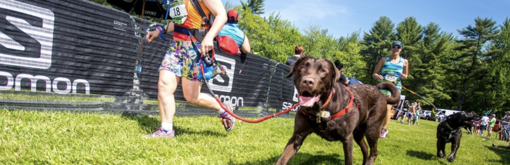 The K9 Race - Gatten, Shropshire Hills