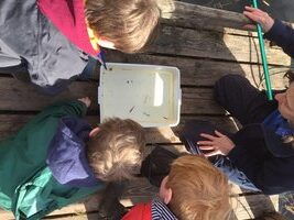 Pond Dipping - Easter Holiday Activity
