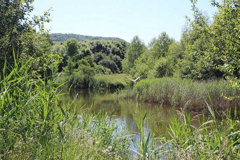 Spring Migrants – Bird Watching Ramble