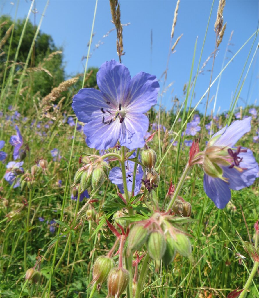 Botanical Walk and Training Session