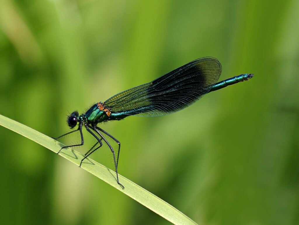 Discovering Dragonflies Workshop session 2