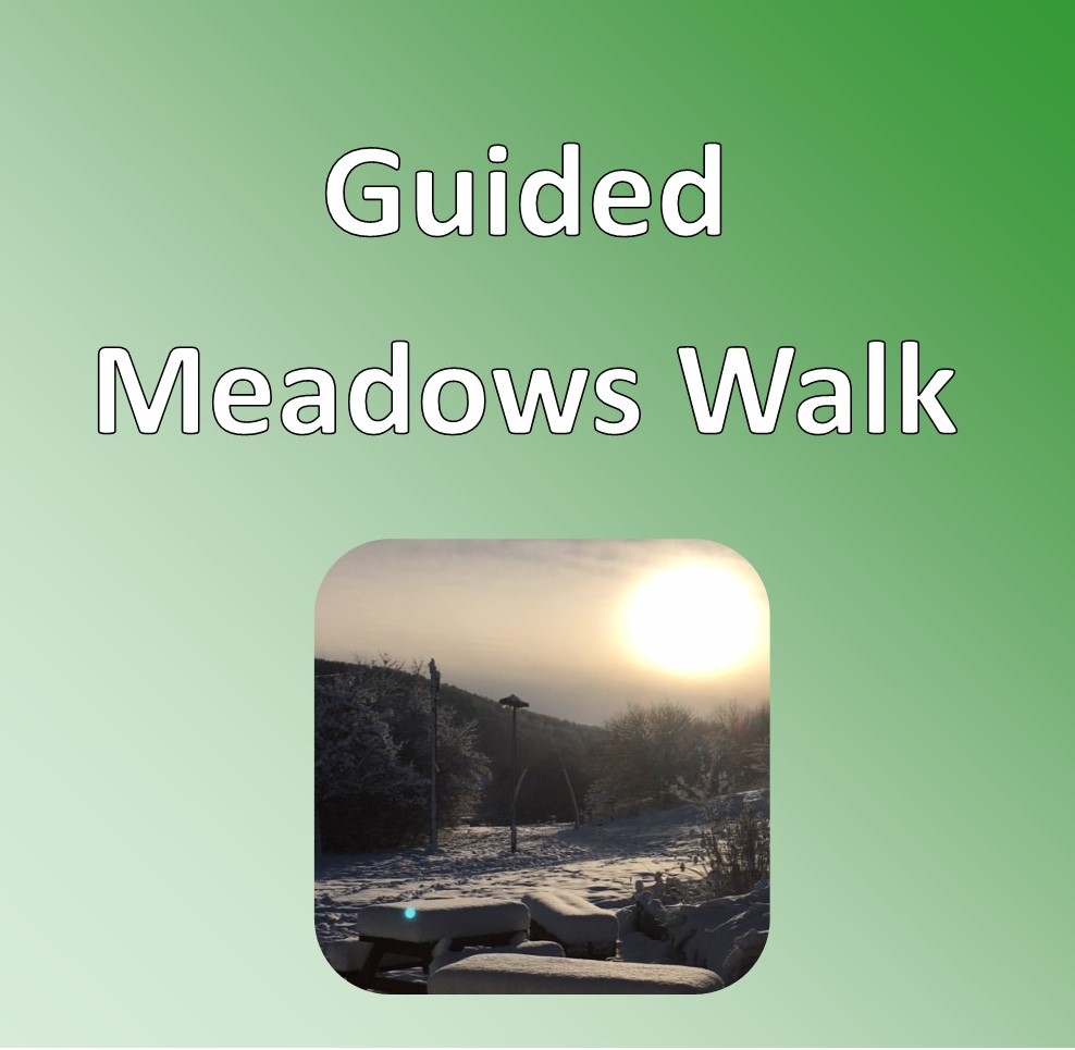 Guided Meadows walk