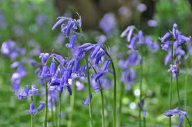 Bluebell Walk