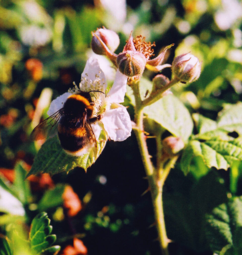 Discovering Bees and Wasps