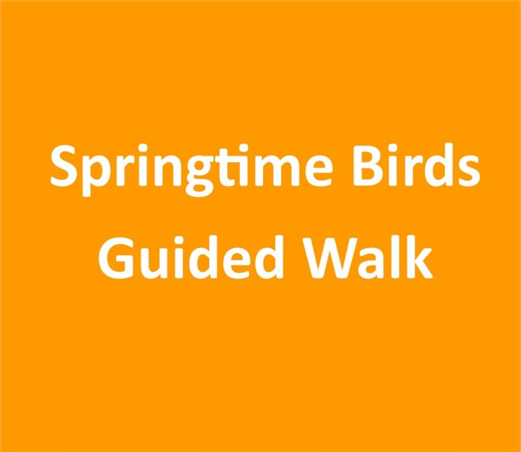 Springtime Birds Guided Walk