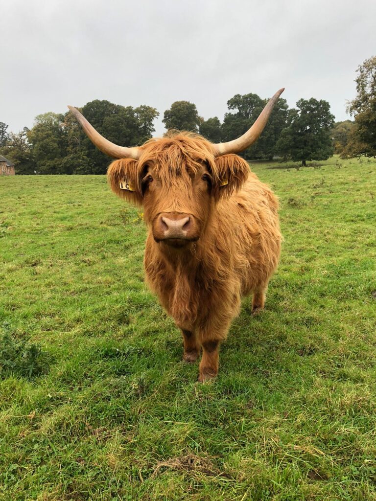 Open Farm Sunday at Ellesmere Estate