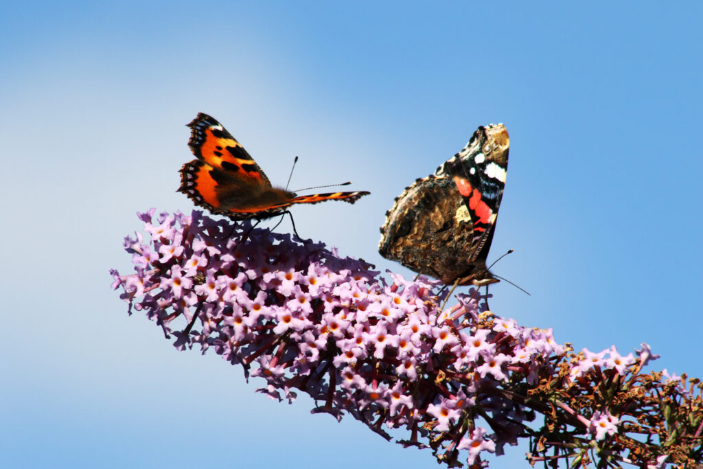 Discovering Butterflies