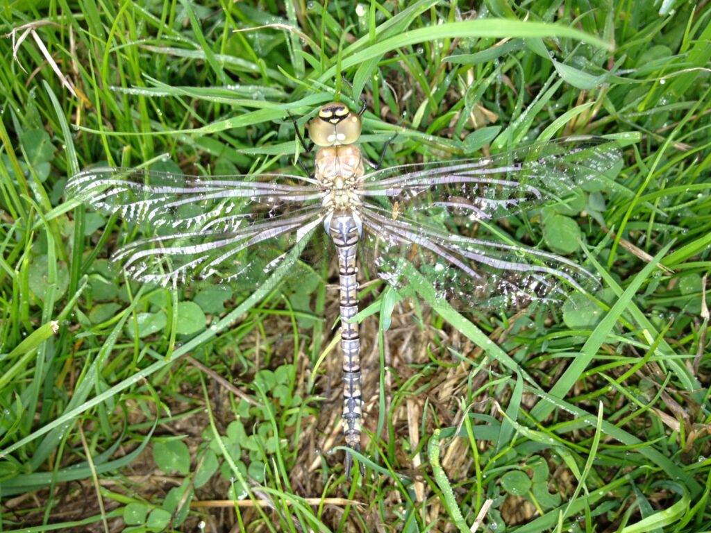 Discovering Dragonflies