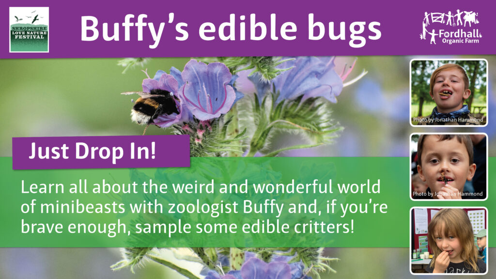 Buffy's Edible Bugs