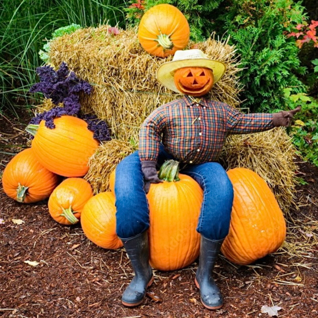 Halloween Harvest