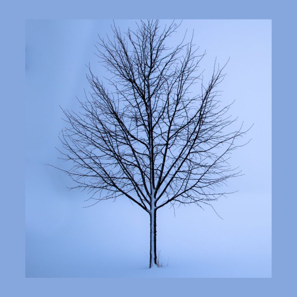 Winter Tree ID Course