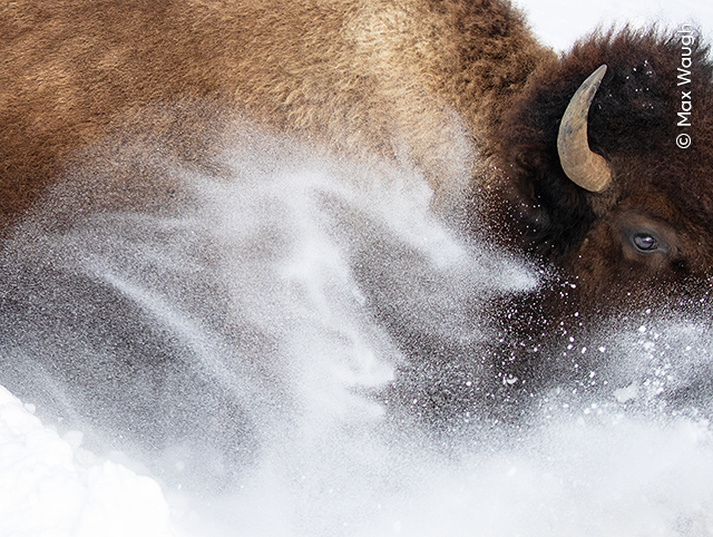 Wildlife Photographer of the Year - Exhibition