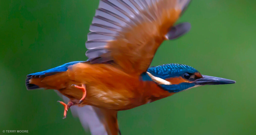 Wildlife Photography Workshop with Terry Moore