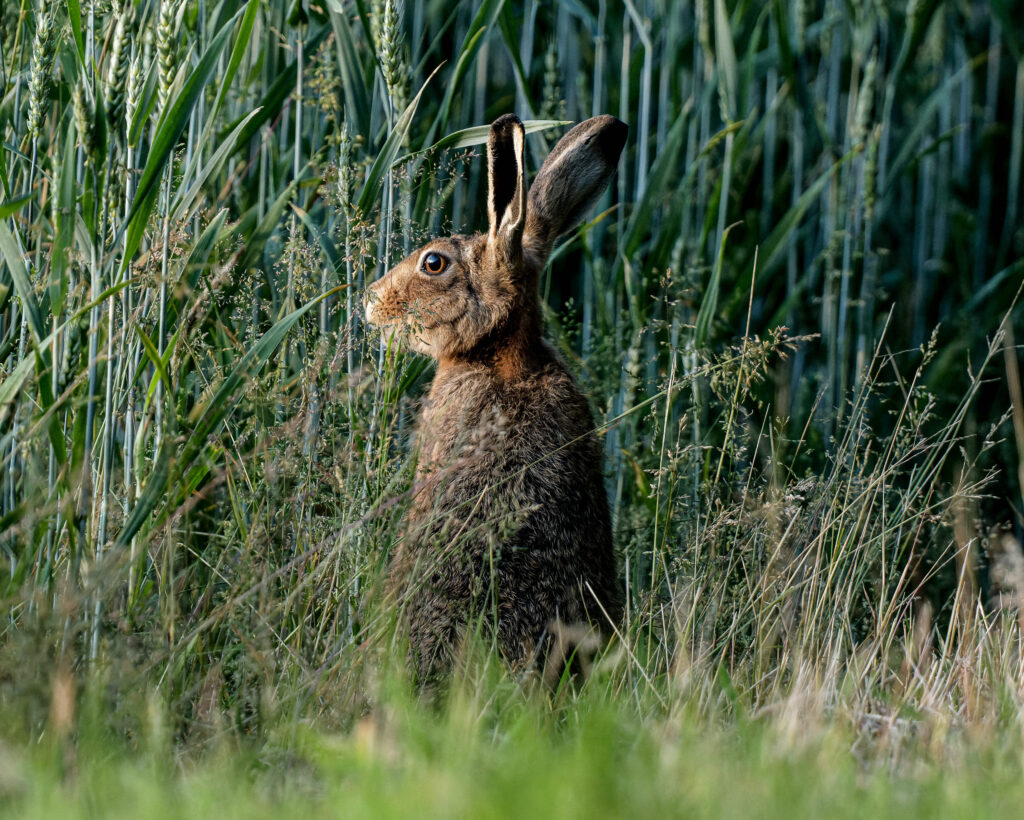 SM&AG Wildlife Photography Competition - LAST CALL for Entries!
