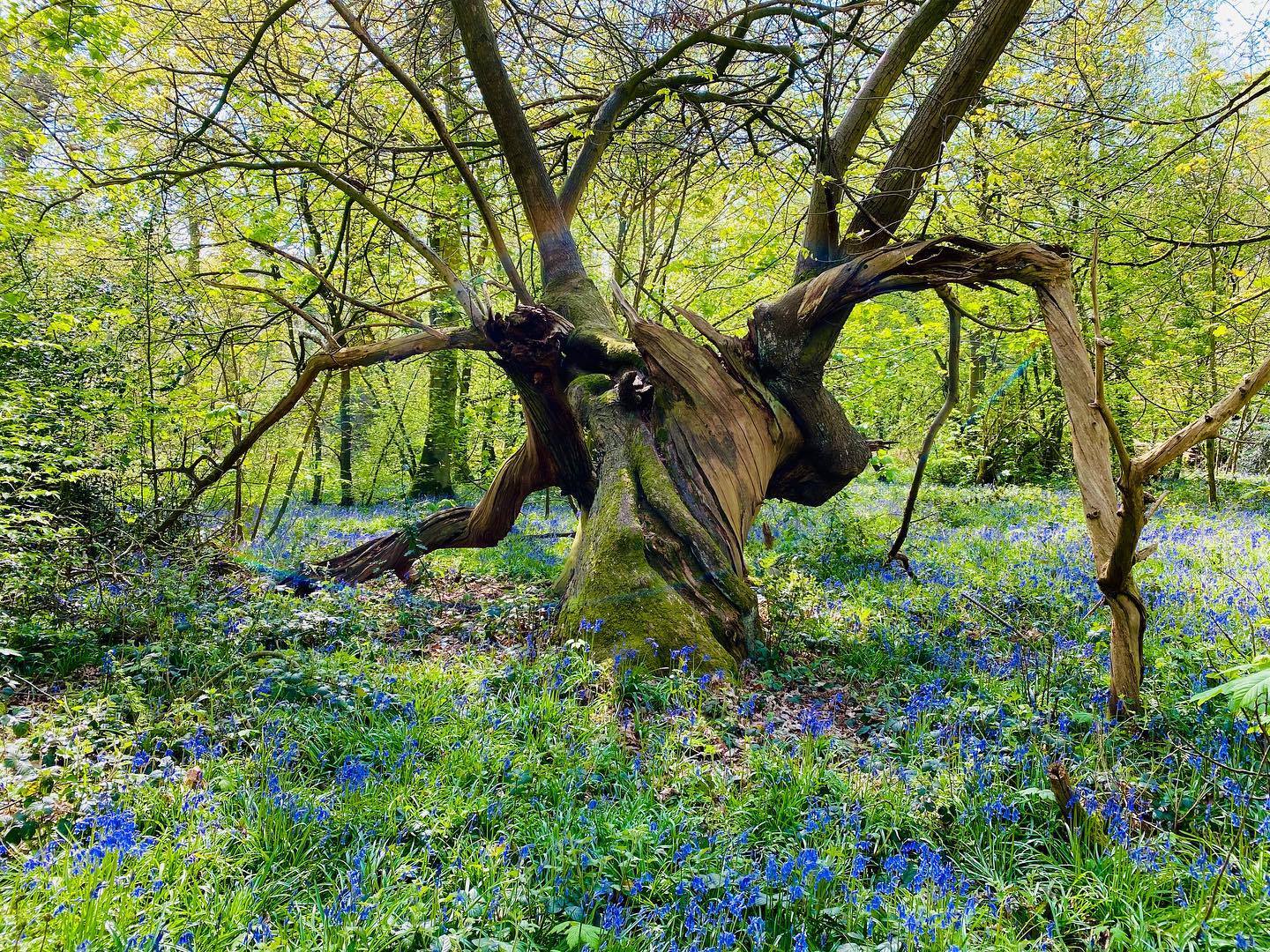 Combermere’s Wildly Popular Bluebell Walks and House Tours Return