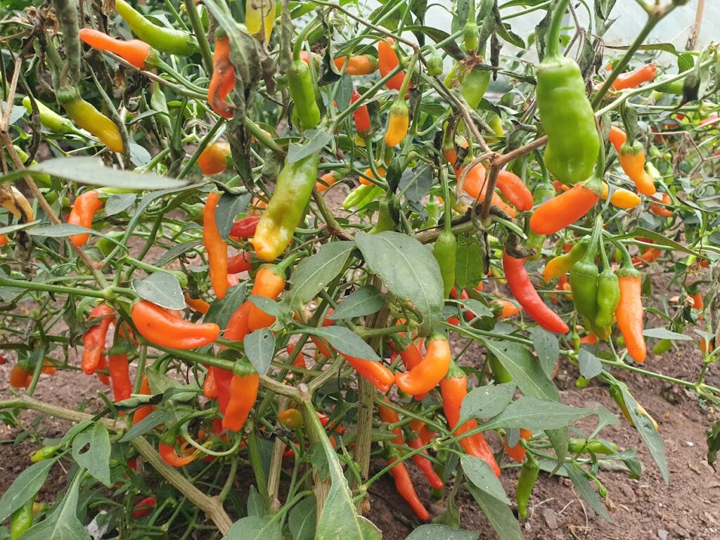 Taste of Spice