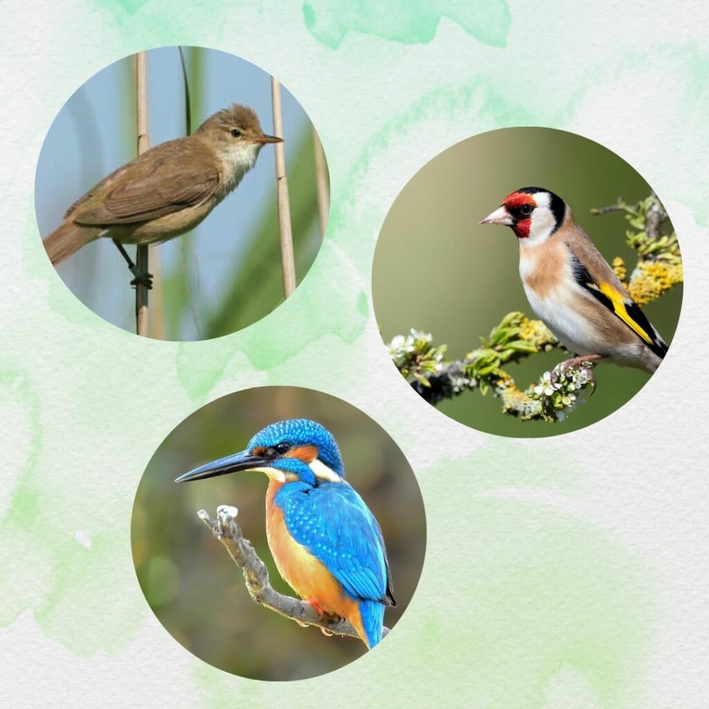 Summer Migrants and Bird Song Walk