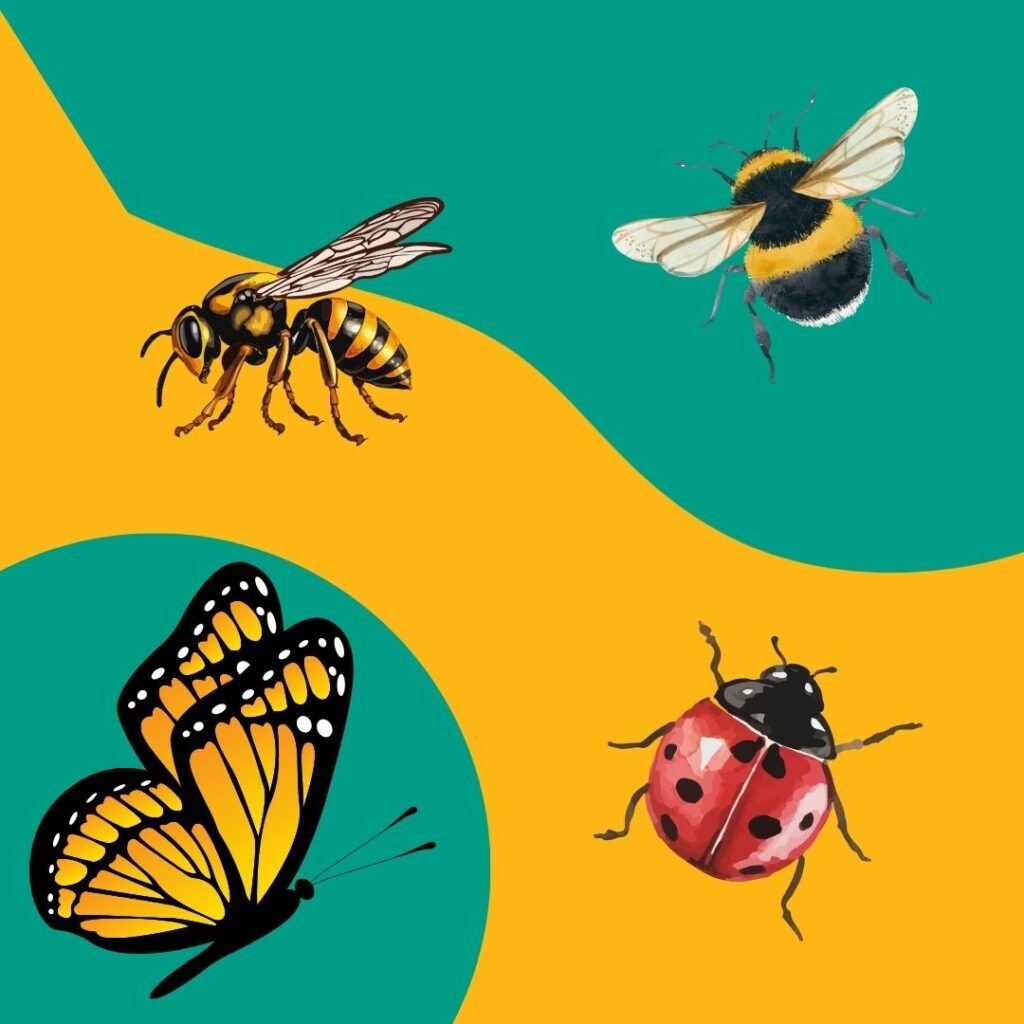 Wild About Insects
