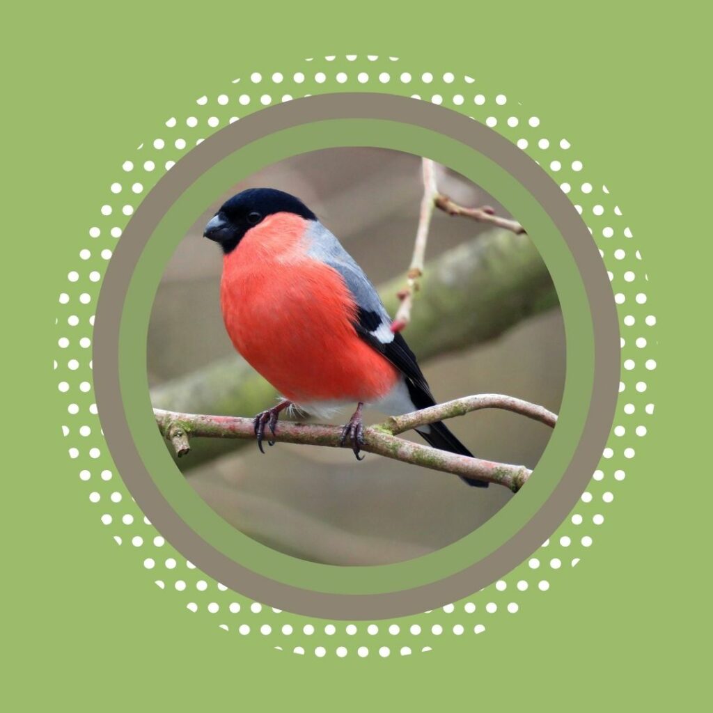 Wild About Birds