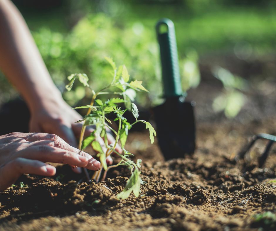 Seed Sowing & Propagation Workshop