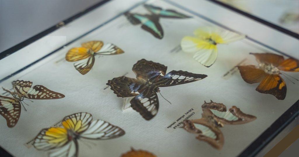 DarwIN Shrewsbury Festival: Evolving Ideas – Darwin and Beyond