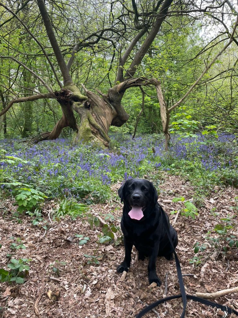 Bluebell Walks - Combermere Abbey