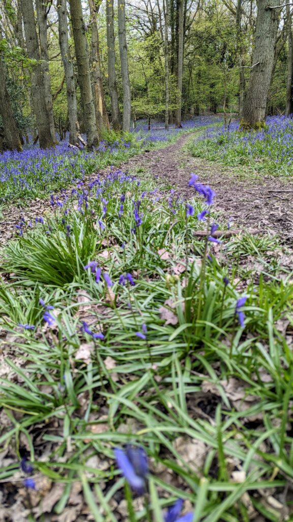 The Ercall and The Wrekin Bluebell Walk | Shropshire | 10.5 km | All Welcome!