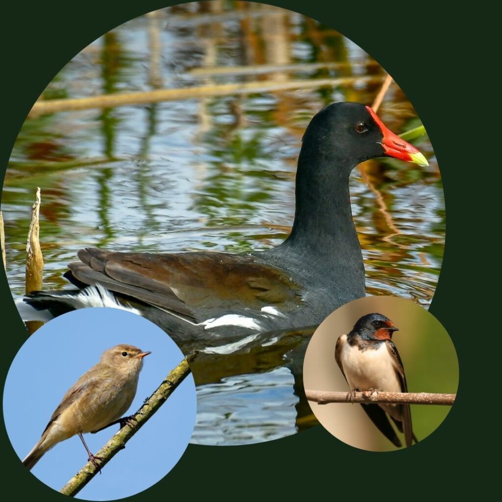 Bird Song Walk