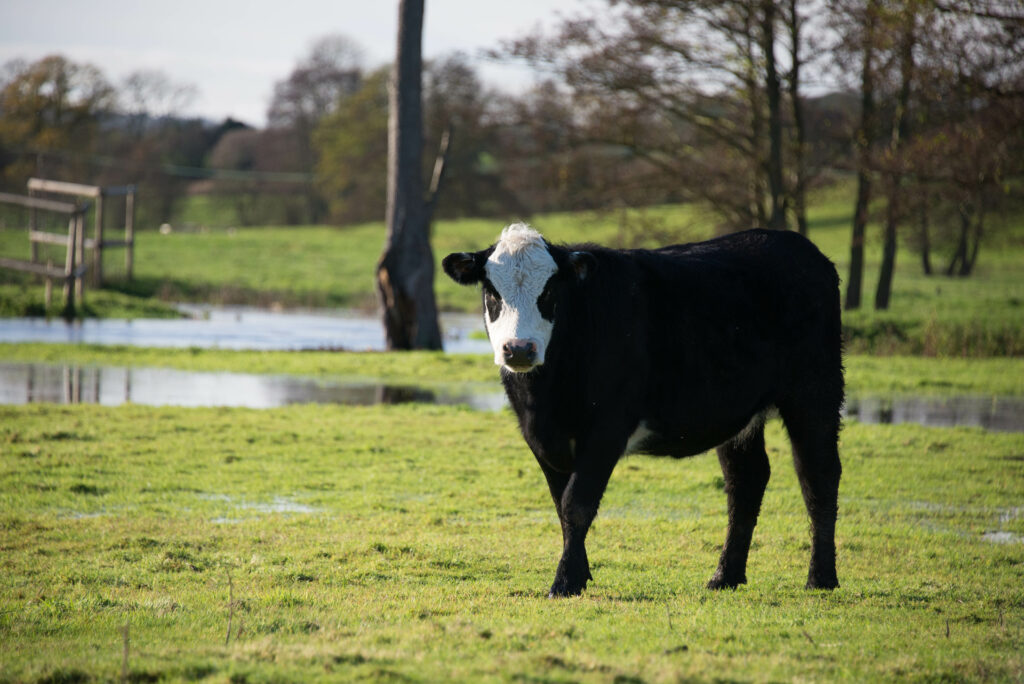 England’s first Community-Owned Farm receives Shropshire Council match-funding grant to fund River-Friendly Farming project